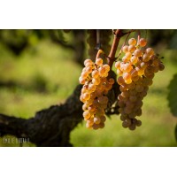 Press pack wines of Cheverny and Cour Cheverny 2020/2021